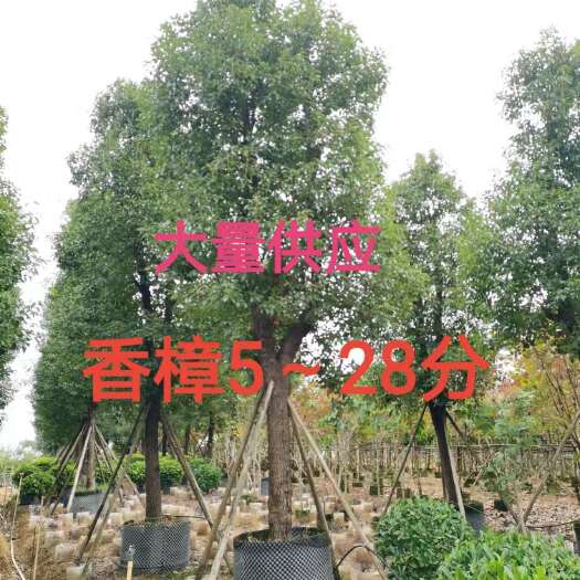 南宁香樟5～28分