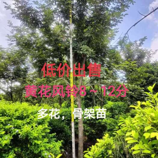 南宁黄花风铃6～12分低价出售