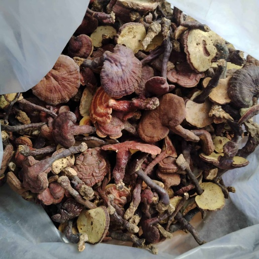 南召县木灵芝