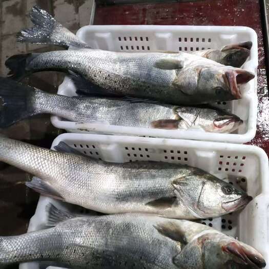 滨州渤海湾鲈鱼