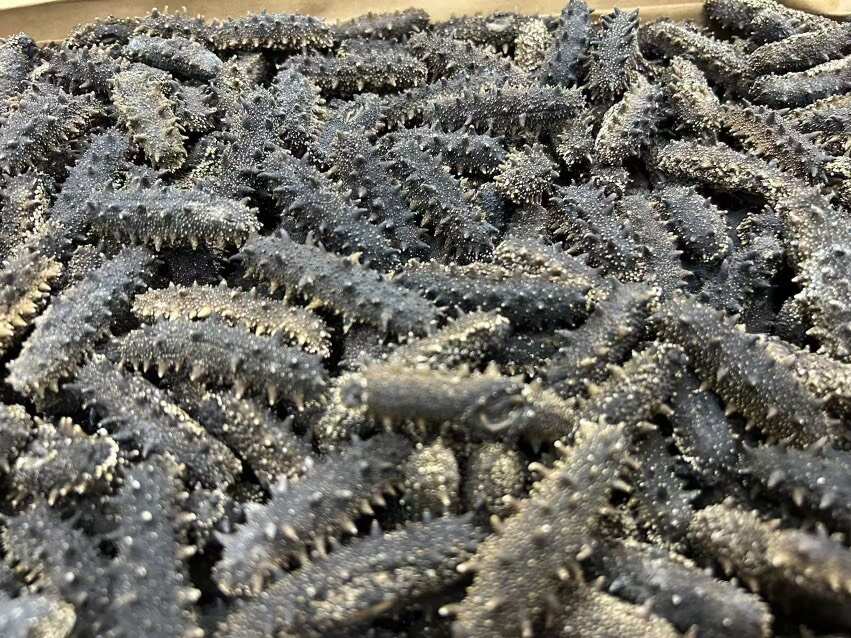 大连海参 纯无盐好货