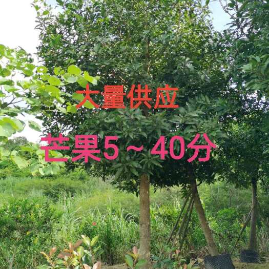 南宁芒果树5～40公分