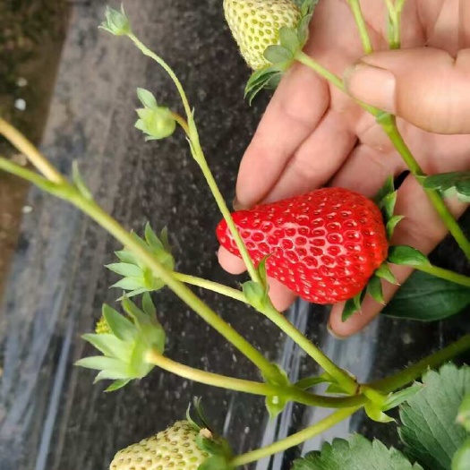 北京自产红颜草莓，个头大，果面平整，口感甜美