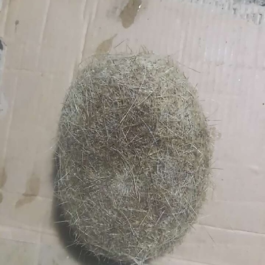 猪宝
