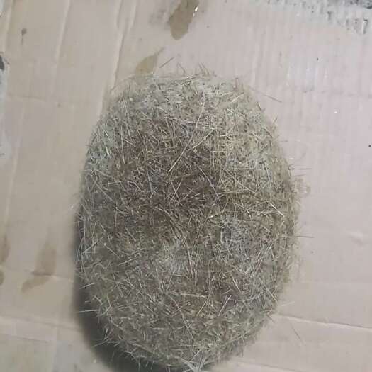 德昌县猪宝