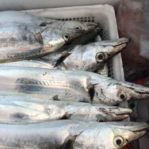 陵水县海南陵水新鲜带鱼 直发天然美味水产 海产食用鱼类优质选择