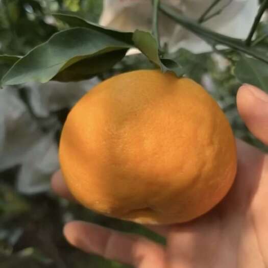蒲江县蒲江县产地代发精品耙耙柑对接各大销售商