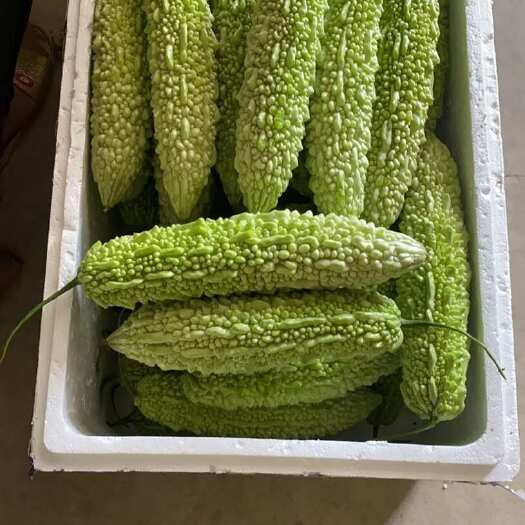 平和县苦瓜