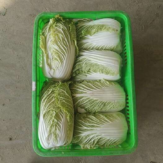 海安市黄心大白菜新鲜直供南通海安优质蔬菜批发零售