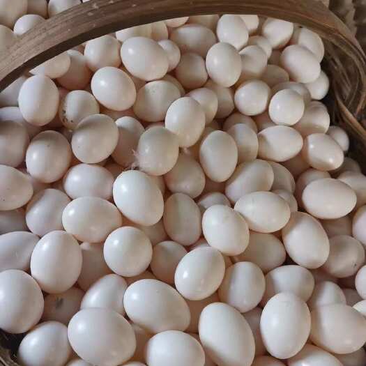 南阳新鲜鸽子蛋