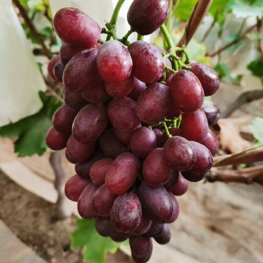 张掖无籽
