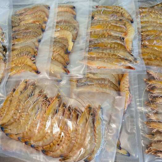 海南陵水新鲜白虾 冷冻锁鲜 物流有保障 水产 shrimp