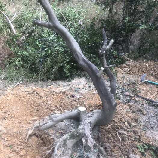 桂林有刺枸骨树盆景素材