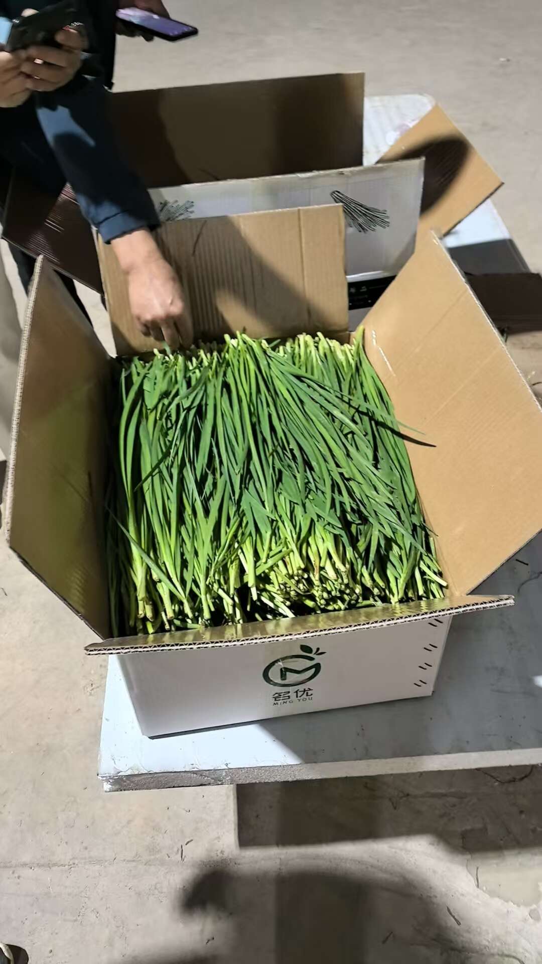 优良品种大叶韭菜