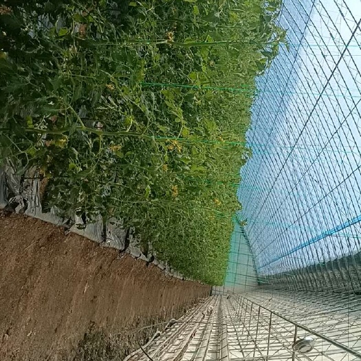草莓西红柿，铁皮草莓西红柿
