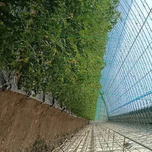 柳河县草莓西红柿，铁皮草莓西红柿