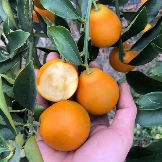 灵山县脆蜜金桔苗