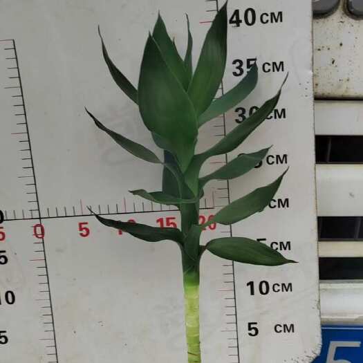 观音竹40高花枝