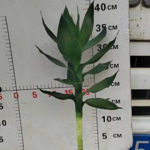 遂溪县观音竹40高花枝