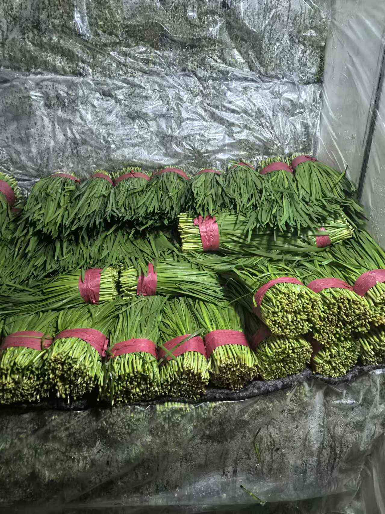 优良品种大叶韭菜