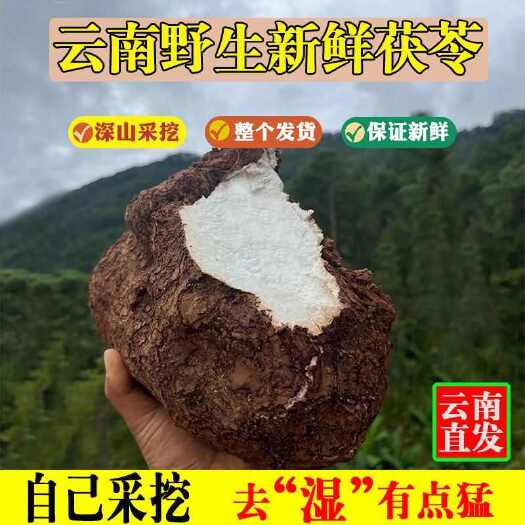 楚雄市云南白茯苓，原产地直发，质量保证 欢迎批发采购