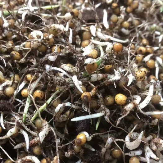 成都精品优质白芨芽苗，量大从优放心种成活率有保证