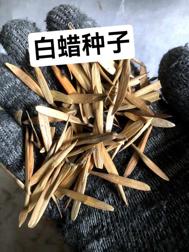 白蜡种子 对节金叶白蜡种籽 小叶大叶树籽速生白蜡种子白蜡树种