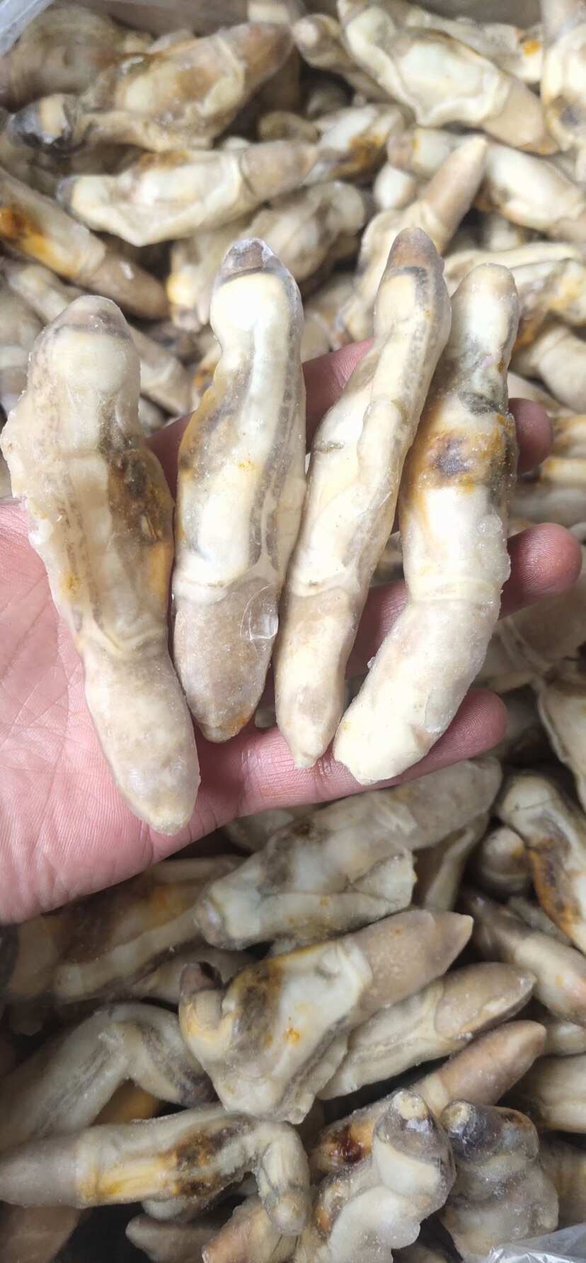 带黄竹蛏王肉竹节蛏海蛏子圣子开沙嘴去沙蛏王肉