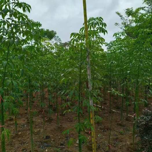 美丽木棉2-25分，各种规格，大量低价出售
