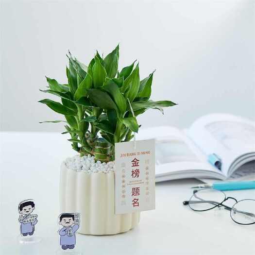 崇州市【胖虎】文昌竹4支金榜题名转运招财植物盆栽绿植助学粗杆富贵竹