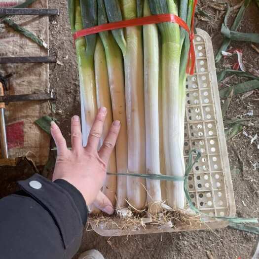 铁杆大葱 毛葱 山东青岛平度产 直发 新鲜蔬菜 高品质农产品