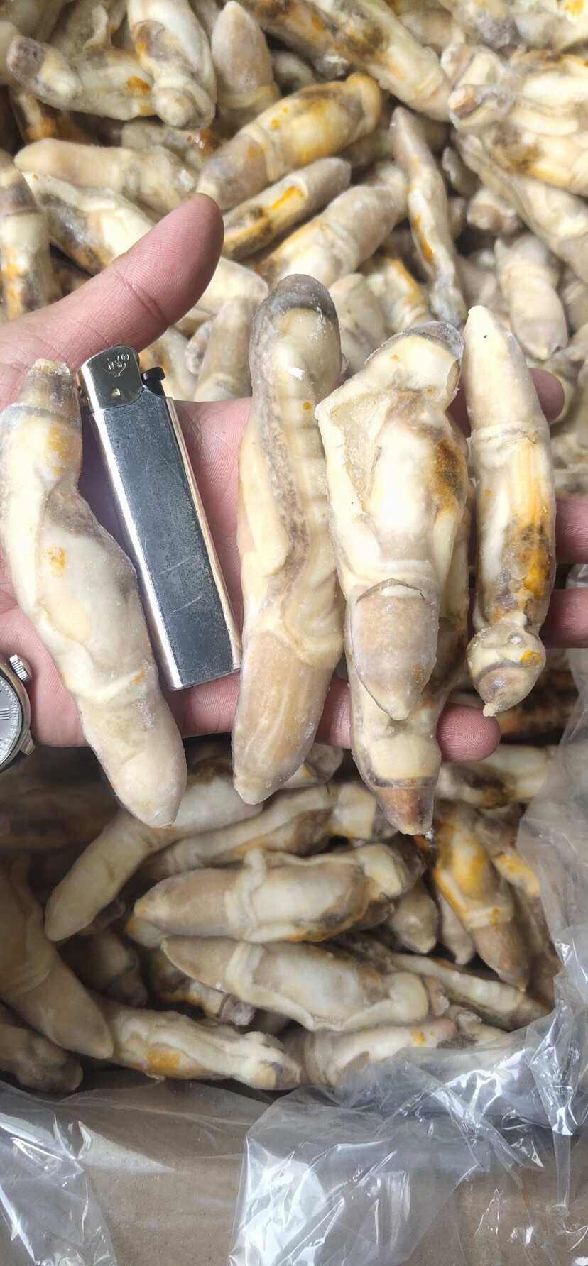 带黄竹蛏王肉竹节蛏海蛏子圣子开沙嘴去沙蛏王肉