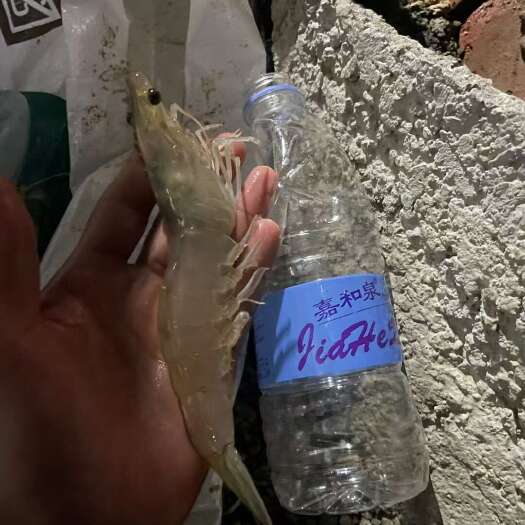 北海9万斤现货