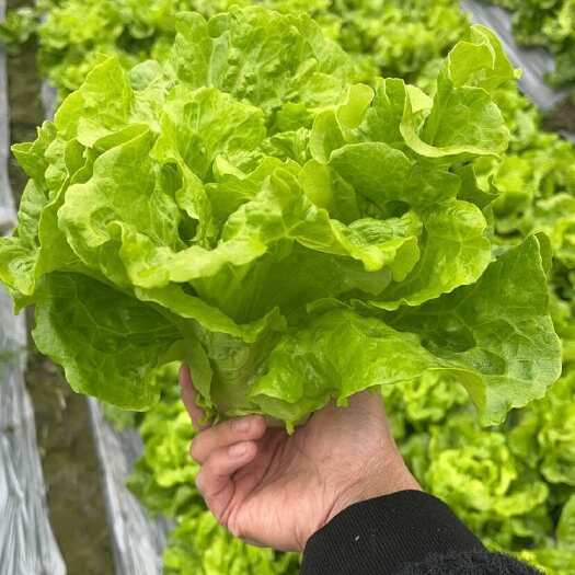 成都新鲜意大利生菜基地现摘直发