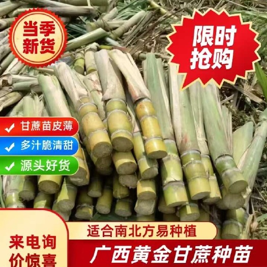 广西黄金甘蔗尾巴黄皮脆皮水果甘蔗苗脆甜甘蔗种苗南北方适合种植