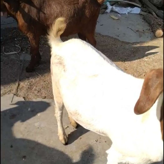 枣阳市放养的山羊，肉羊，种羊