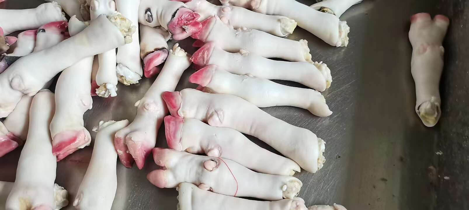 郑州全育肥白羊蹄（大号）