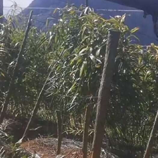 丘北县精品滇黄精