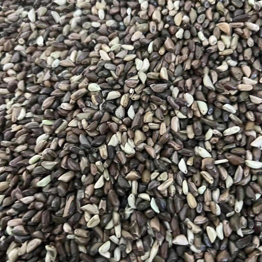 兴宁市广东玉米草种