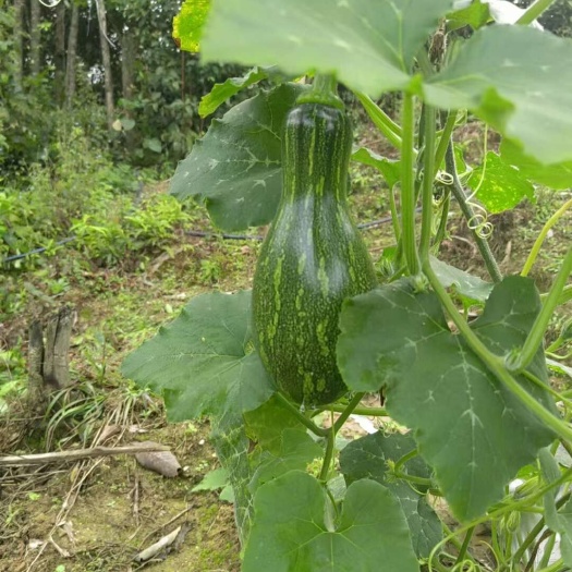 云南昆明新鲜嫩南瓜 四季供应