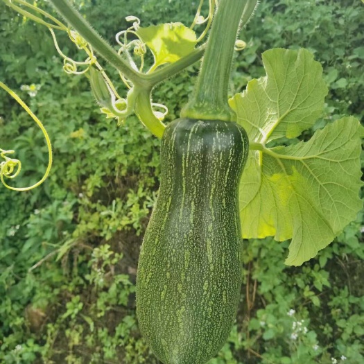 嫩南瓜新鲜采摘 昆明原产地发货 优质蔬菜