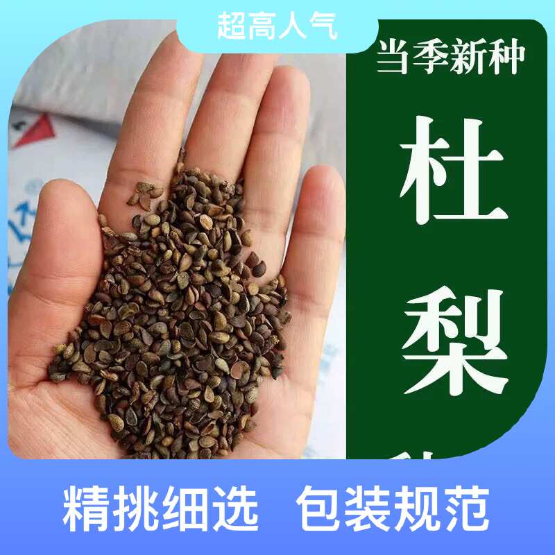 杜梨种子棠梨海棠梨野生杜梨籽散装观花果树苗木春秋季林木种子