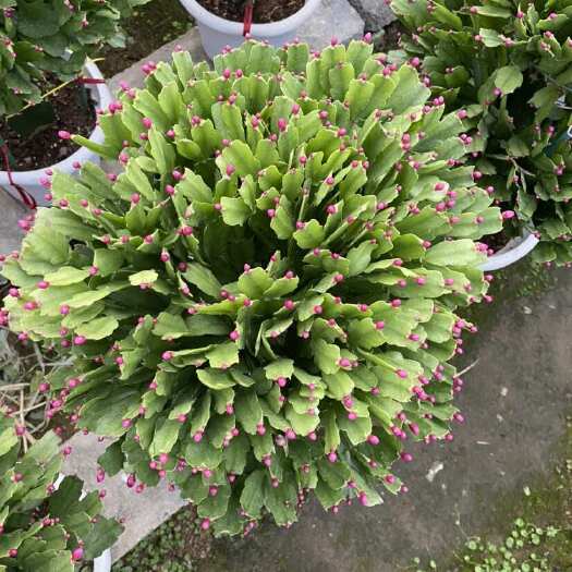漳州两层蟹爪兰年宵花，冬珍珠#花盆蟹爪兰作为出名的年宵花卉植物，