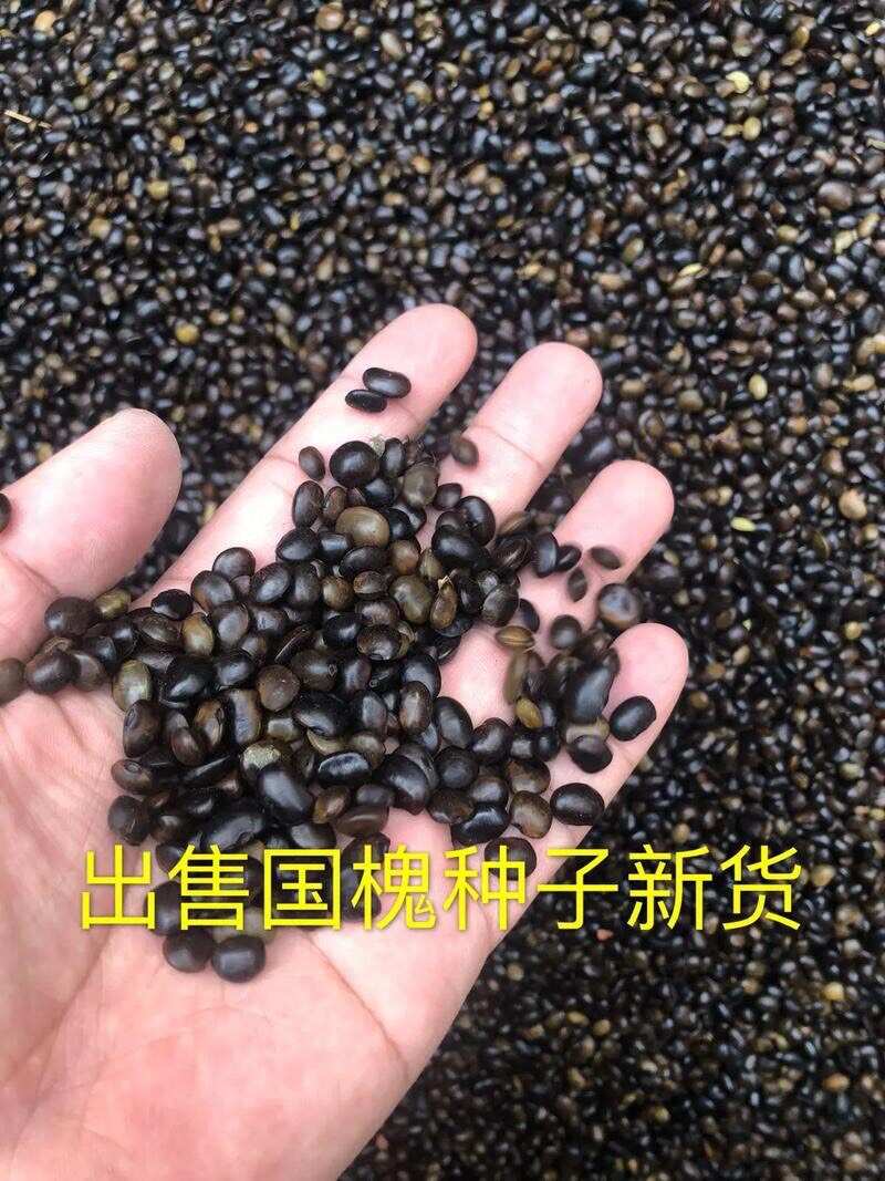 供应各种林木种子，基地直发，需要的联系我