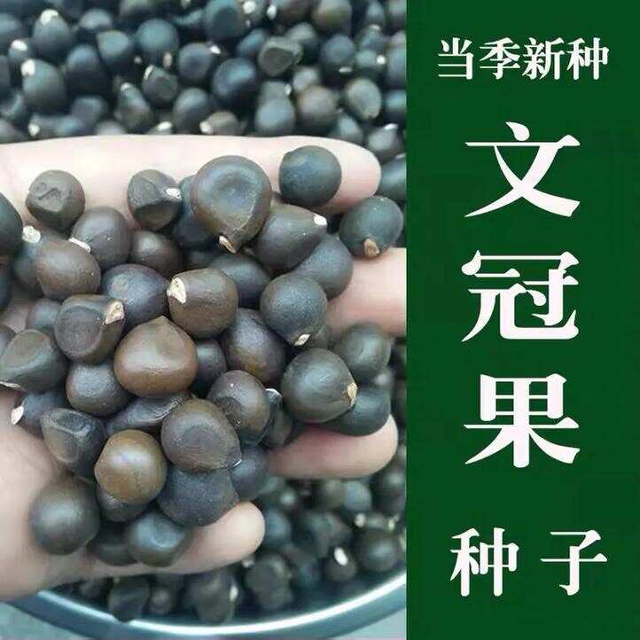 精选新采文冠果树籽  食用野生 散装观花风景树绿化植物 林木