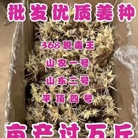 莒縣姜種《368脫毒姜種》《山農(nóng)一號》《山東二號》全國物流發(fā)貨