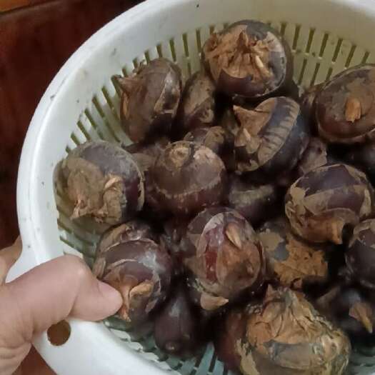 阳朔县马蹄
