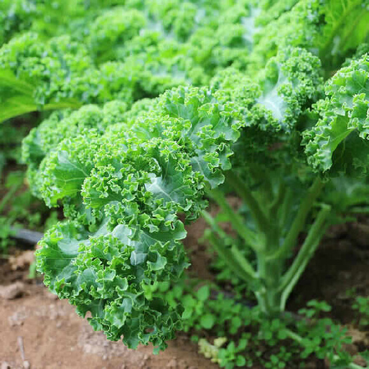 沂南县食用羽衣甘蓝，精品皱叶菜大型育苗，种植基地