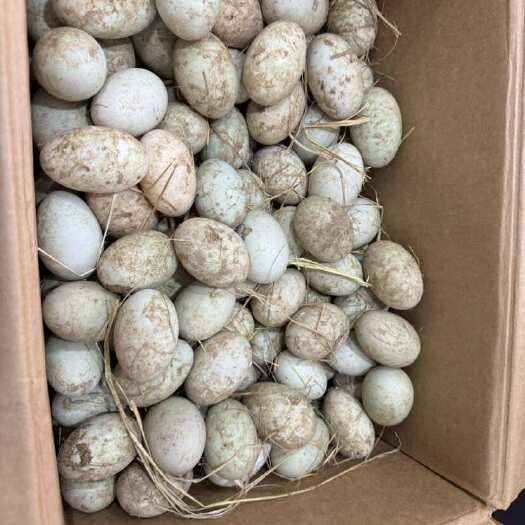 济宁把健康和美味带给你！我们的鸭蛋，富含优质蛋白和脂肪，自己家养