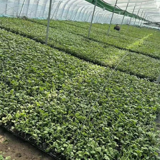 宿州麒麟西瓜苗 种苗优质源于宿州埇桥 健康栽培